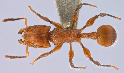 Dilobocondyla chapmani specimen ANTWEB1008115 image antweb1008115_1