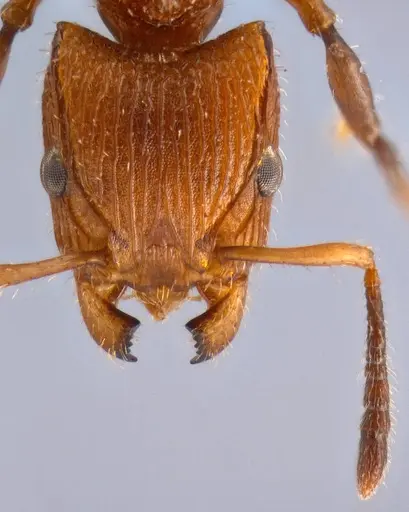 Dilobocondyla chapmani specimen ANTWEB1008115 image antweb1008115_2