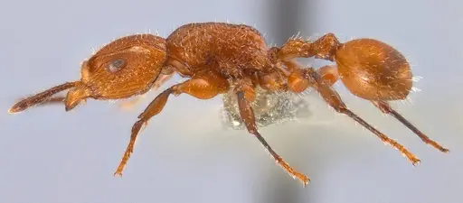 Dilobocondyla chapmani specimen ANTWEB1008115 image antweb1008115_3