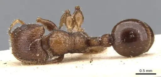 Dilobocondyla didita specimen CASENT0902012 image casent0902012_1
