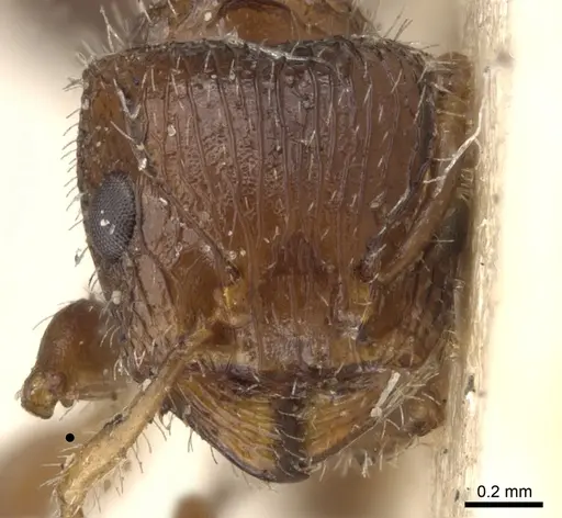 Dilobocondyla didita specimen CASENT0902012 image casent0902012_2