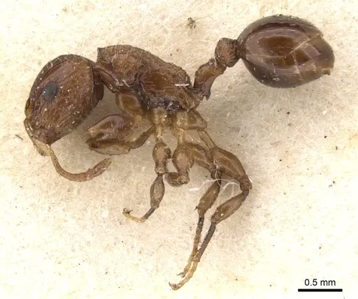 Dilobocondyla didita specimen CASENT0902012 image casent0902012_3