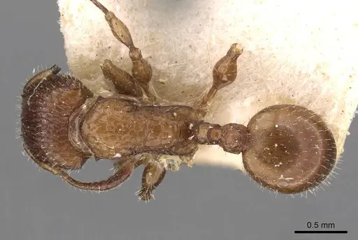 Dilobocondyla didita specimen CASENT0908983 image casent0908983_1