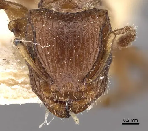 Dilobocondyla didita specimen CASENT0908983 image casent0908983_2
