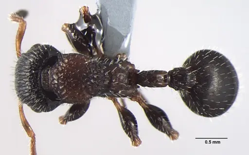 Dilobocondyla eguchii specimen ANTWEB1008025 image antweb1008025_1