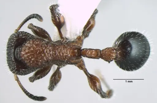 Dilobocondyla fouqueti specimen ANTWEB1008031 image antweb1008031_1