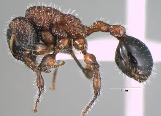Dilobocondyla fouqueti specimen ANTWEB1008031 image antweb1008031_3
