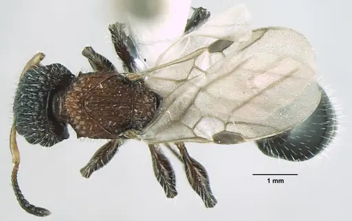 Dilobocondyla fouqueti specimen ANTWEB1008032 image antweb1008032_1