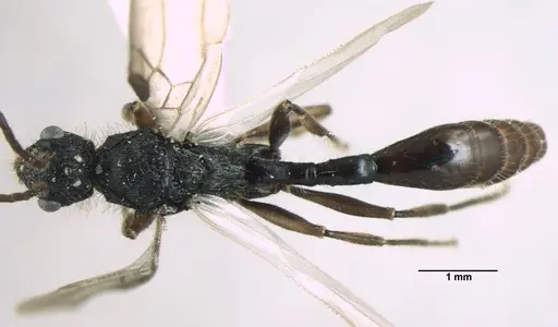 Dilobocondyla fouqueti specimen ANTWEB1008033 image antweb1008033_1