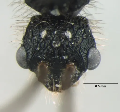Dilobocondyla fouqueti specimen ANTWEB1008033 image antweb1008033_2