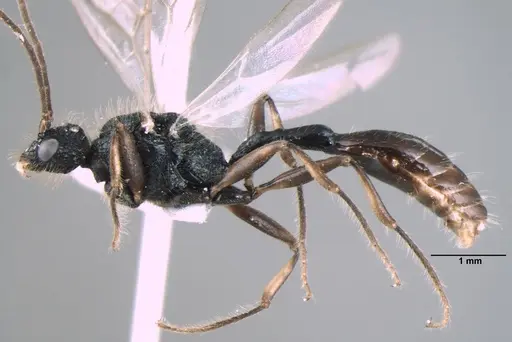 Dilobocondyla fouqueti specimen ANTWEB1008033 image antweb1008033_3