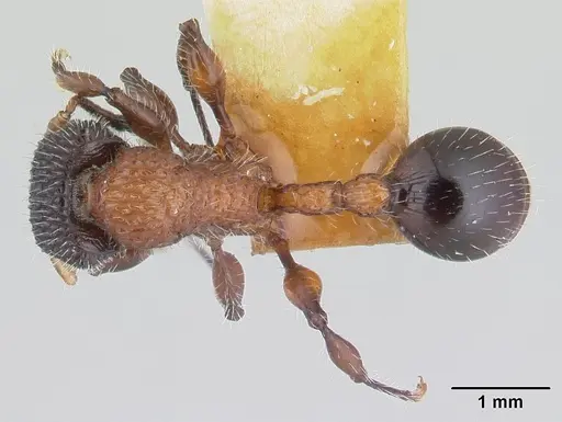 Dilobocondyla fouqueti specimen CASENT0178565 image casent0178565_1