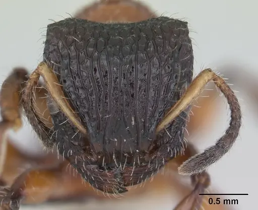 Dilobocondyla fouqueti specimen CASENT0178565 image casent0178565_2