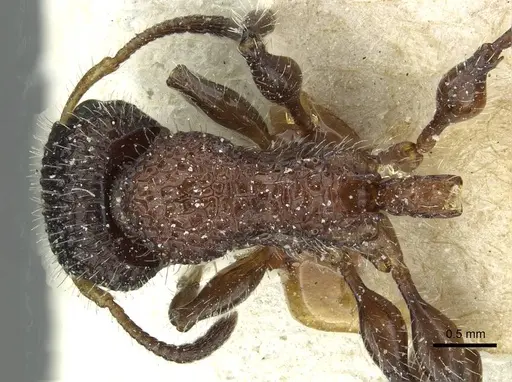 Dilobocondyla fouqueti specimen CASENT0912885 image casent0912885_1