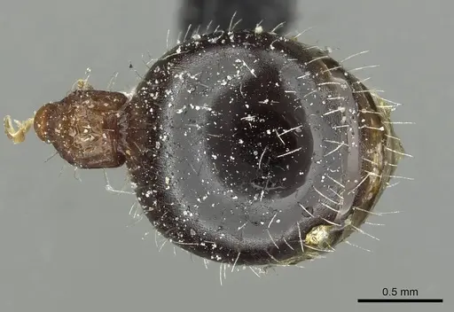 Dilobocondyla fouqueti specimen CASENT0912885 image casent0912885_2