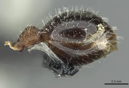 Dilobocondyla fouqueti specimen CASENT0912885 image casent0912885_5