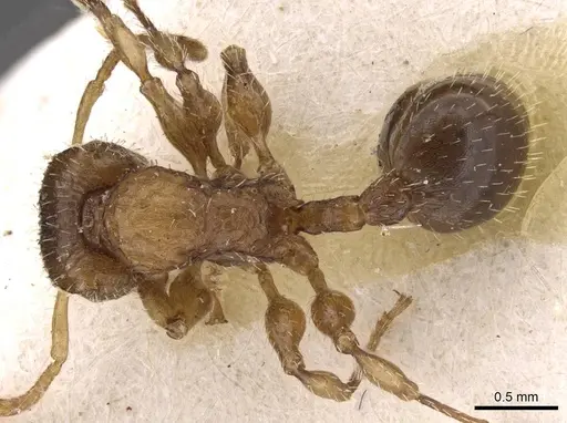 Dilobocondyla fulva specimen CASENT0908982 image casent0908982_1