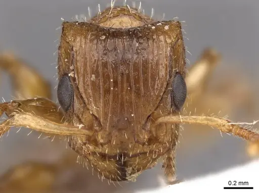Dilobocondyla fulva specimen CASENT0908982 image casent0908982_2