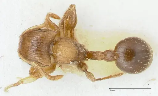 Dilobocondyla fulva specimen FOCOL1971 image focol1971_1