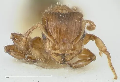 Dilobocondyla fulva specimen FOCOL1971 image focol1971_2