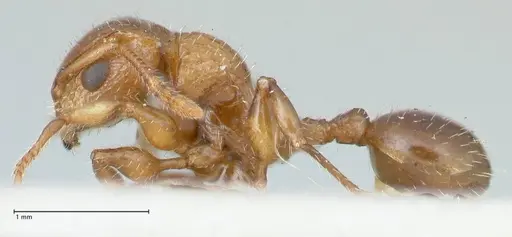 Dilobocondyla fulva specimen FOCOL1971 image focol1971_3