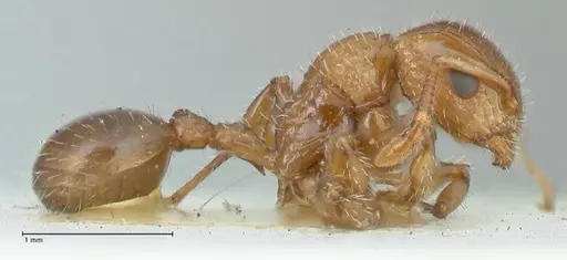 Dilobocondyla fulva specimen FOCOL1971 image focol1971_4