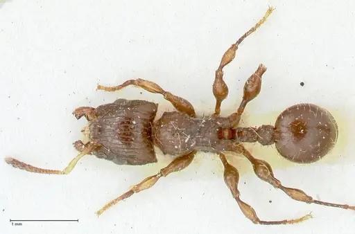 Dilobocondyla fulva specimen FOCOL1972 image focol1972_1
