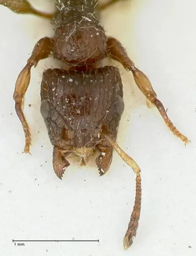 Dilobocondyla fulva specimen FOCOL1972 image focol1972_2