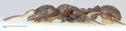 Dilobocondyla fulva specimen FOCOL1972 image focol1972_3