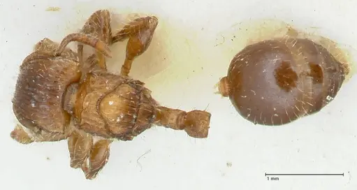 Dilobocondyla fulva specimen FOCOL1973 image focol1973_1