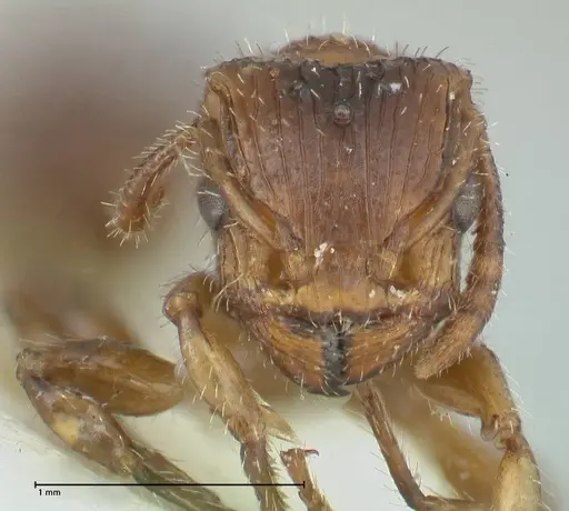 Dilobocondyla fulva specimen FOCOL1973 image focol1973_2