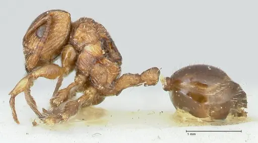 Dilobocondyla fulva specimen FOCOL1973 image focol1973_3
