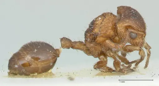 Dilobocondyla fulva specimen FOCOL1973 image focol1973_4