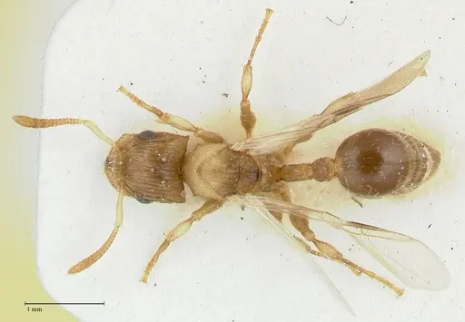 Dilobocondyla fulva specimen FOCOL1974 image focol1974_1