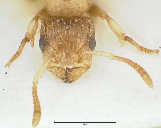 Dilobocondyla fulva specimen FOCOL1974 image focol1974_2