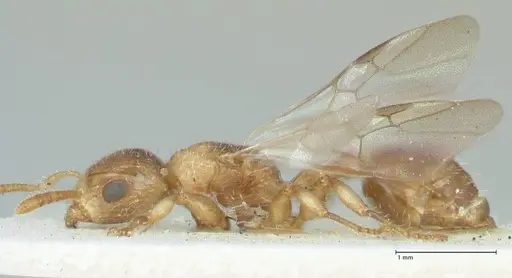 Dilobocondyla fulva specimen FOCOL1974 image focol1974_3