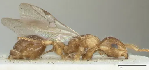 Dilobocondyla fulva specimen FOCOL1974 image focol1974_4