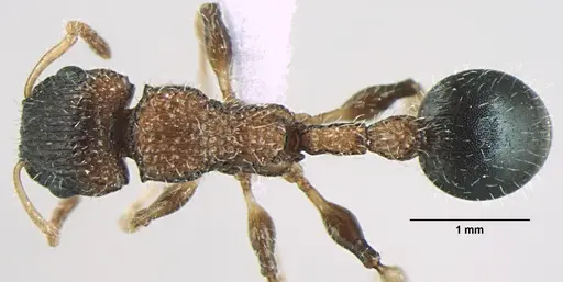 Dilobocondyla gaoyureni specimen ANTWEB1008026 image antweb1008026_1