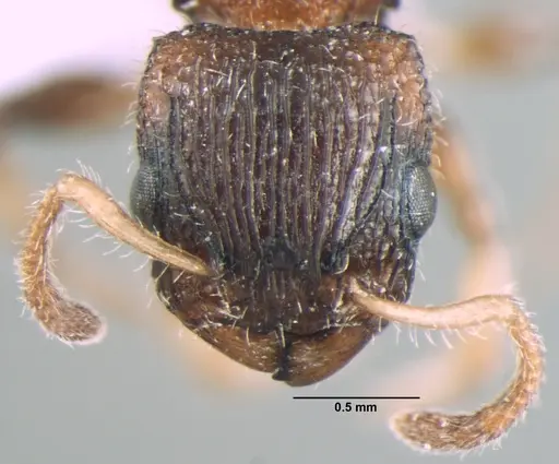 Dilobocondyla gaoyureni specimen ANTWEB1008026 image antweb1008026_2