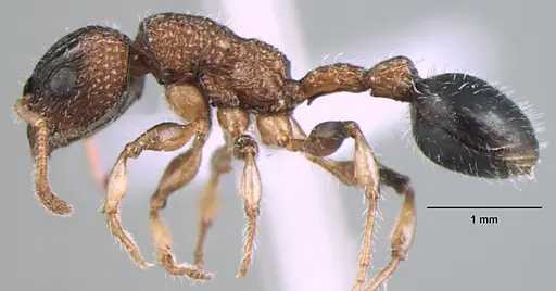Dilobocondyla gaoyureni specimen ANTWEB1008026 image antweb1008026_3