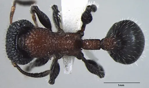 Dilobocondyla gasteroreticulata specimen ANTWEB1008027 image antweb1008027_1