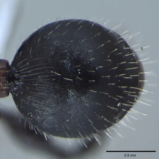 Dilobocondyla gasteroreticulata specimen ANTWEB1008027 image antweb1008027_2