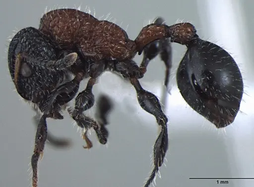 Dilobocondyla gasteroreticulata specimen ANTWEB1008027 image antweb1008027_4