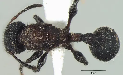 Dilobocondyla gasteroreticulata specimen ANTWEB1008028 image antweb1008028_1