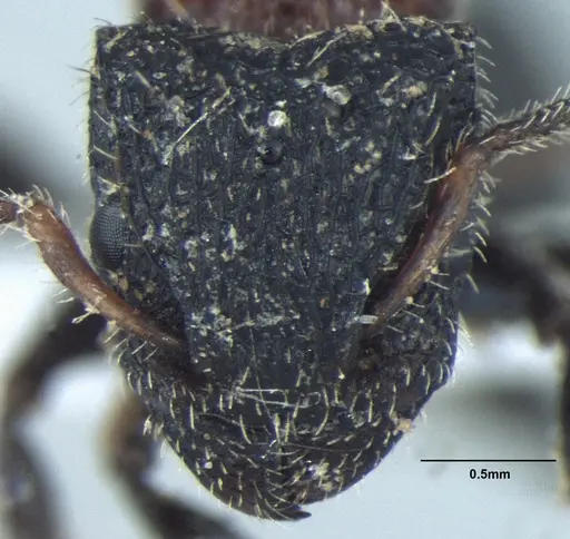Dilobocondyla gasteroreticulata specimen ANTWEB1008028 image antweb1008028_2