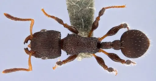 Dilobocondyla oswini specimen ANTWEB1008116 image antweb1008116_1