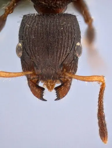 Dilobocondyla oswini specimen ANTWEB1008116 image antweb1008116_2