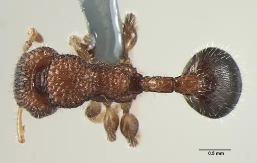 Dilobocondyla propotriangulata specimen ANTWEB1008029 image antweb1008029_1