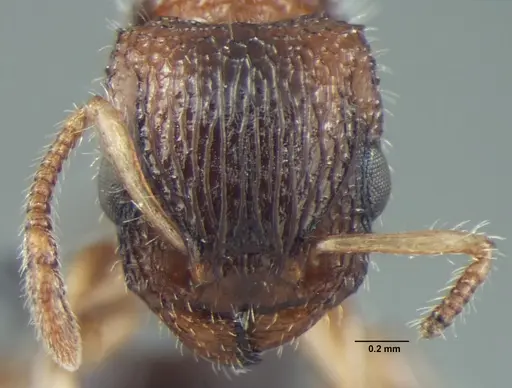 Dilobocondyla propotriangulata specimen ANTWEB1008029 image antweb1008029_2
