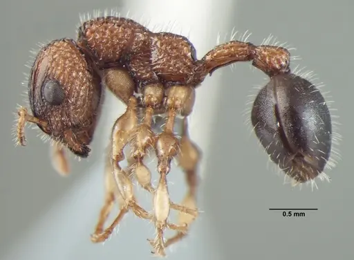 Dilobocondyla propotriangulata specimen ANTWEB1008029 image antweb1008029_3